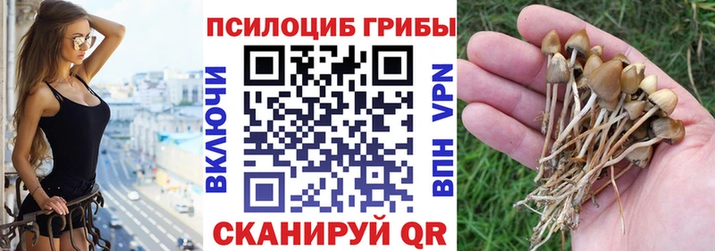 где можно купить наркотик  Моздок  Псилоцибиновые грибы Psilocybe 